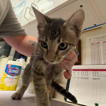 Lucas 26-07-049 -  Domestic Short Hair Cat for Adoption in Bastrop, Texas - Lucas 26-07-049 | PetCurious