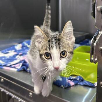 Airplane Mode -  Domestic Short Hair Cat for Adoption in Davenport, Iowa - Airplane Mode | PetCurious