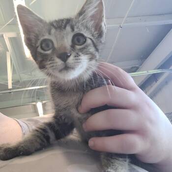 Luke -  Domestic Medium Hair Cat for Adoption in Clarksdale, Mississippi - Luke | PetCurious