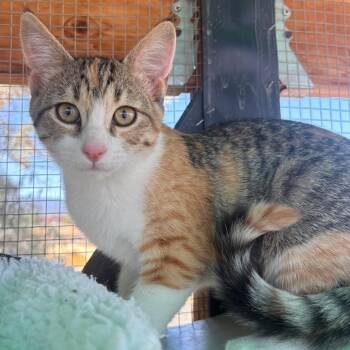 Butthead -  Domestic Short Hair Cat for Adoption in Taos, New Mexico - Butthead | PetCurious