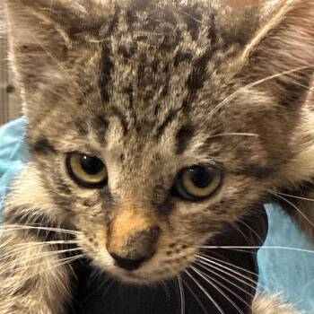 Hunter -  Domestic Medium Hair Cat for Adoption in Yuma, Arizona - Hunter | PetCurious
