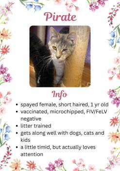 Domestic Short Hair Cats Available for Adoption - Pirate | PetCurious