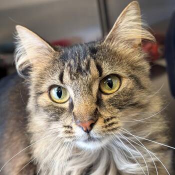 Domestic Medium Hair Cats Available for Adoption in Jefferson, Wisconsin - Willa | PetCurious