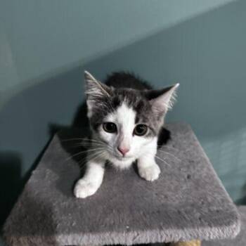 Fuji -  Domestic Short Hair Cat for Adoption in Canal Winchester, Ohio - Fuji | PetCurious