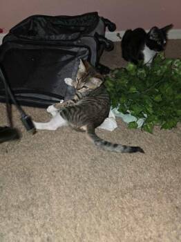Tigger -  Domestic Short Hair Cat for Adoption in Deltona, Florida - Tigger | PetCurious