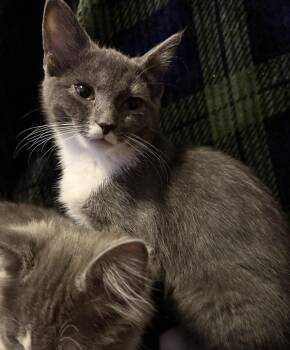 Socks -  Domestic Short Hair Cat for Adoption in Maineville, Ohio - Socks | PetCurious