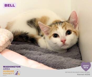 Bell -  Domestic Short Hair Cat for Adoption in Eighty Four, Pennsylvania - Bell | PetCurious