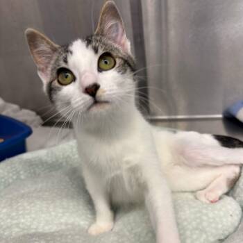 Pug -  Domestic Short Hair Cat for Adoption in Los Angeles, California - Pug | PetCurious