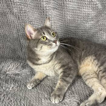 Sudoku - Andrea foster -  Domestic Short Hair Cat for Adoption in Social Circle, Georgia - Sudoku - Andrea Foster | PetCurious