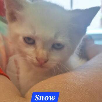Snow -  Domestic Short Hair Cat Available for Adoption in Madill, Oklahoma - Snow | PetCurious