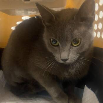 Viola -  Domestic Short Hair Cat for Adoption in Hattiesburg, Mississippi - Viola | PetCurious