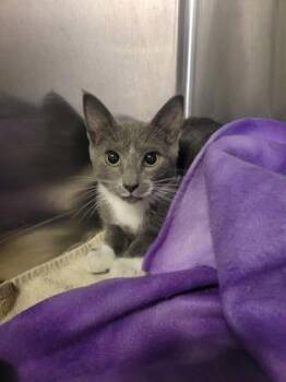 Rescue Domestic Short Hair Cats for Adoption in Annapolis, Maryland - Grayson | PetCurious