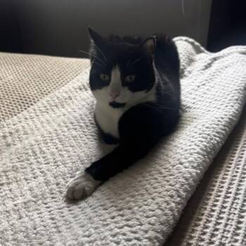Shadow -- Bonded Buddy With Panelope -  Domestic Short Hair Cat for Adoption in Des Moines, Iowa - Shadow -- Bonded Buddy With Panelope | PetCurious