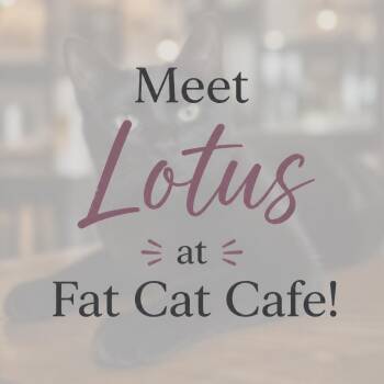 Lotus at Fat Cat Cafe -  Domestic Short Hair Cat for Adoption in Tallahassee, Florida - Lotus At Fat Cat Cafe | PetCurious
