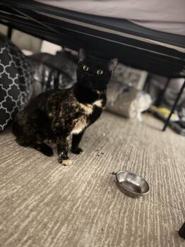 Rescue Tortoiseshell Cats for Adoption in Indianapolis, Indiana - Kahlua | PetCurious