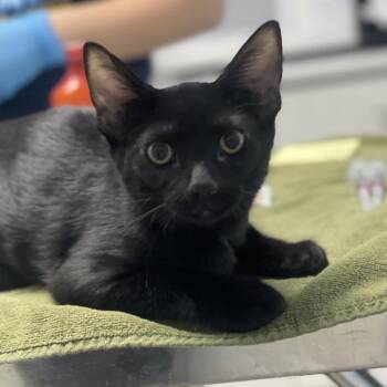 Marlene -  Domestic Short Hair Cat for Adoption in Riverside, California - Marlene | PetCurious