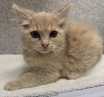 Oboe -  Domestic Long Hair and Domestic Short Hair Cat for Adoption in Eugene, Oregon - Oboe | PetCurious
