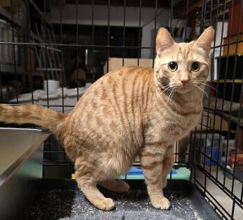 Domestic Short Hair Cats Available for Adoption - Charm | PetCurious