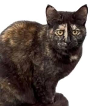 Jewel -  Domestic Short Hair Cat for Adoption in Fair Haven, Vermont - Jewel | PetCurious