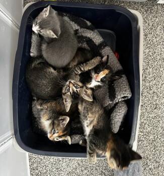 Domestic Short Hair Cats Available for Adoption in Morrison, Colorado - Starkey Litter Of 5 Siblings | PetCurious