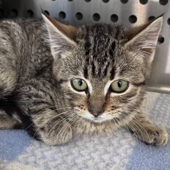 Domestic Short Hair Cats Available for Adoption - Amor | PetCurious