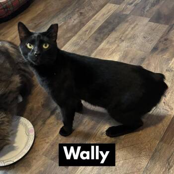 Domestic Short Hair Cats Available for Adoption - Wally | PetCurious