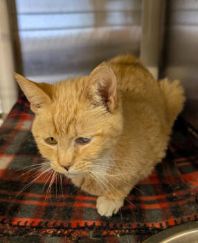 Rescue Domestic Short Hair Cats for Adoption in Havre, Montana - Pinkers | PetCurious