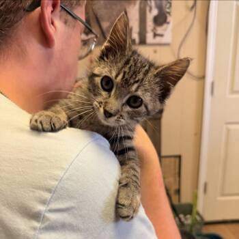 Nimbus *Meet me at Plymouth Petsmart* -  Domestic Short Hair Cat for Adoption in Buffalo, Minnesota - Nimbus *Meet Me At Plymouth Petsmart* | PetCurious