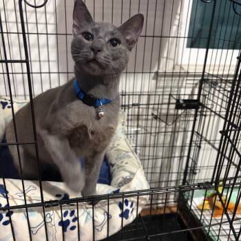 Blinker Fluid -  Domestic Short Hair Cat for Adoption in Beulaville, North Carolina - Blinker Fluid | PetCurious