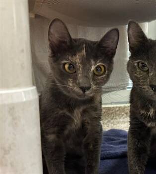 TABITHA -  Domestic Short Hair Cat for Adoption in Colorado Springs, Colorado - TABITHA | PetCurious