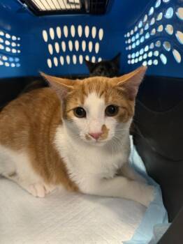 Troy -  Domestic Short Hair Cat for Adoption in Ontario, California - Troy | PetCurious