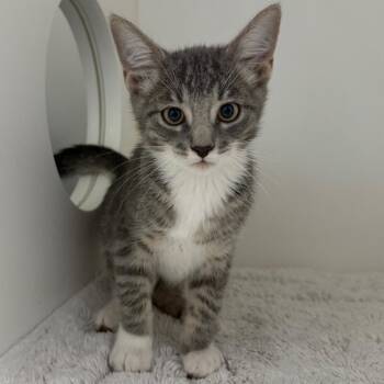 Ed Warren -  Domestic Short Hair Cat for Adoption in Ojai, California - Ed Warren | PetCurious