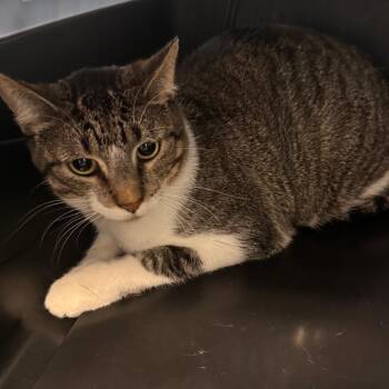 Domestic Short Hair Cats Available for Adoption in Clearwater, Florida - Stormy | PetCurious