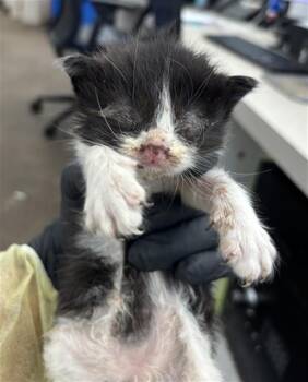 LIGHT -  Domestic Short Hair Cat for Adoption in Dallas, Texas - LIGHT | PetCurious