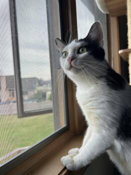 Domestic Short Hair Cats Available for Adoption - Panda Bear | PetCurious