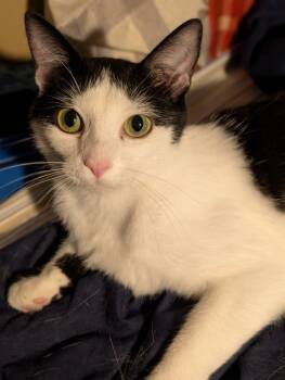 Rescue Domestic Short Hair Cats for Adoption in Youngsville, North Carolina - Pizazz25 | PetCurious
