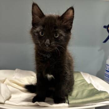 Ducky -  Domestic Long Hair Cat for Adoption in Chattanooga, Tennessee - Ducky | PetCurious