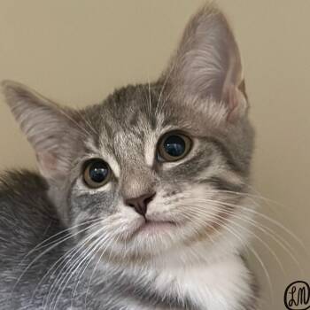Flower -  Domestic Short Hair Cat for Adoption in Victor, New York - Flower | PetCurious