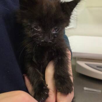 Domestic Short Hair Cats Available for Adoption - Seether | PetCurious