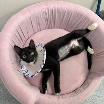 Guppy -  Domestic Short Hair Cat for Adoption in Gainesville, Florida - Guppy | PetCurious
