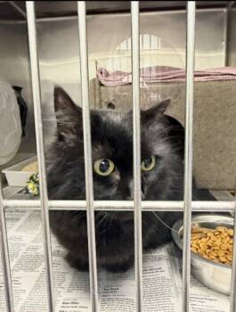 Rosemary -  Domestic Short Hair Cat for Adoption in Daytona Beach, Florida - Rosemary | PetCurious