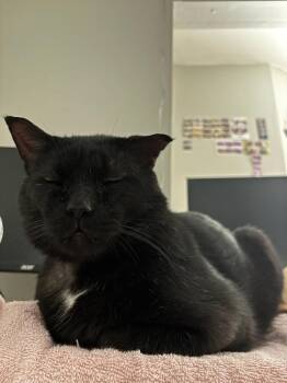Chatsworth -  Domestic Short Hair Cat for Adoption in Champaign, Illinois - Chatsworth | PetCurious