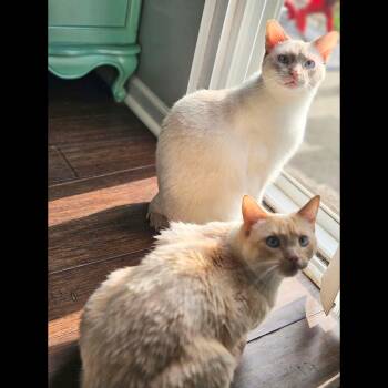 Julia and Cisero -  Siamese Cat for Adoption - Julia And Cisero | PetCurious