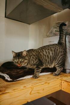 Rescue Domestic Short Hair Cats for Adoption in Jackson, Wyoming - Theo | PetCurious