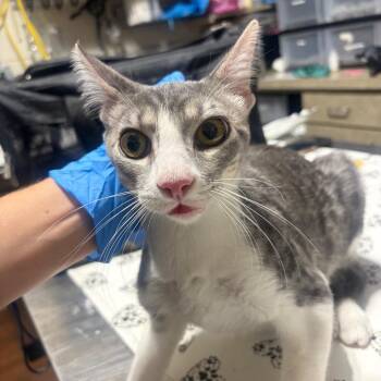 Kevin -  Domestic Short Hair Cat for Adoption in Milton, Florida - Kevin | PetCurious