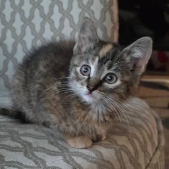 Lavender C11172 -  Domestic Short Hair Cat for Adoption - Lavender C11172 | PetCurious