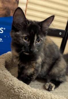 Bronze -  Tortoiseshell Cat for Adoption in Farmland, Indiana - Bronze | PetCurious