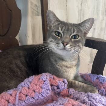 Maggie Mae -  Russian Blue and American Shorthair Cat for Adoption in New Blaine, Arkansas - Maggie Mae | PetCurious