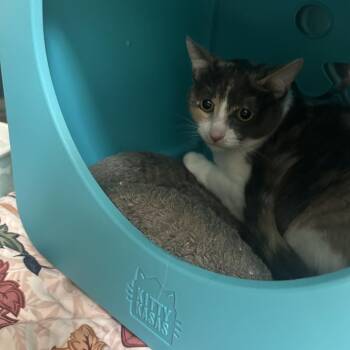 Monica -  Domestic Short Hair Cat for Adoption in Oshkosh, Wisconsin - Monica | PetCurious