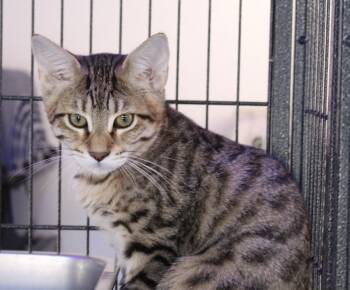 Rescue Tabby Cats for Adoption in Turlock, California - Kevin | PetCurious